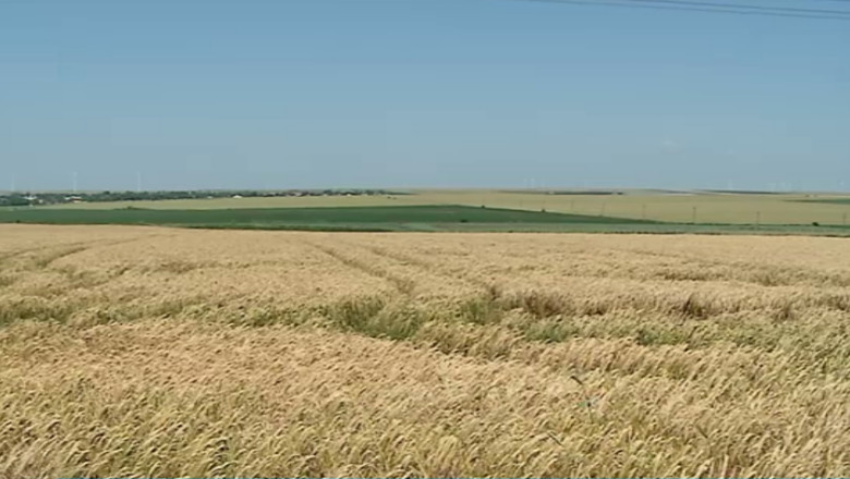 BUSINESS CLUB. Strainii din agricultura romaneasca Imagine