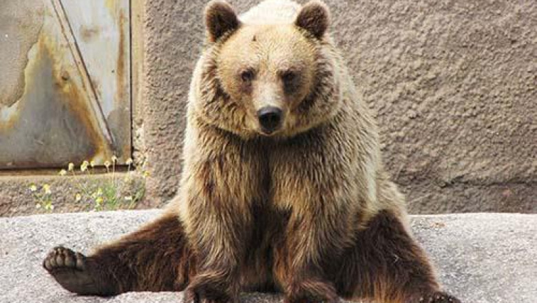 Buzau. Un barbat a fost atacat de ursoaica in propria curte Imagine