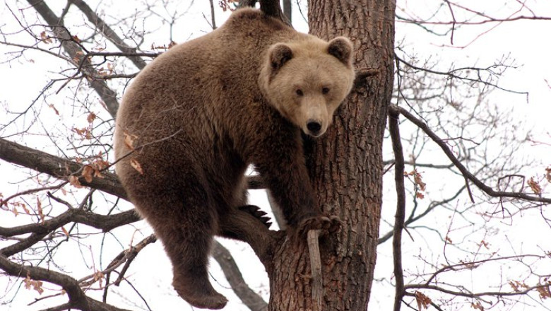 BUZAU. Un urs a cazut in capcana unor braconieri. Autoritatile n-au facut inca nimic ca sa-l salveze Imagine