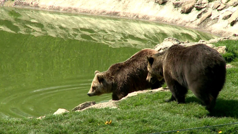Buzoienii, terorizati de ursi Imagine
