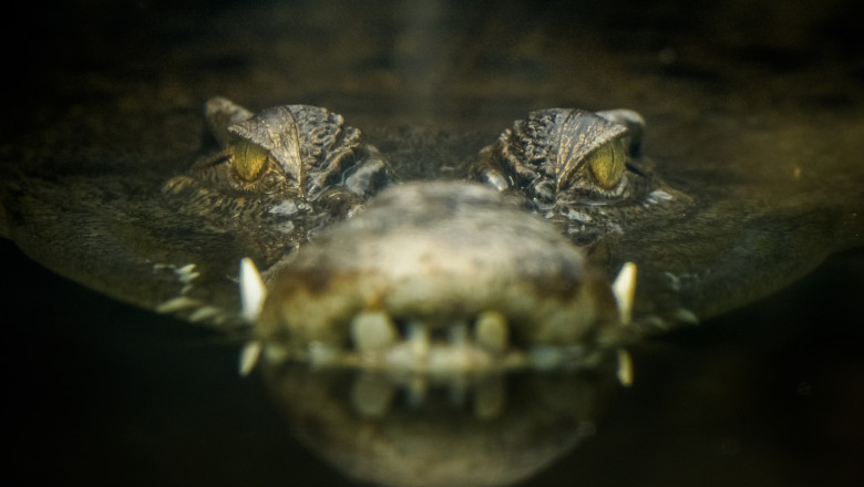 Cadavrul unui australian care a disparut in timp ce pescuia a fost gasit intr-un crocodil Imagine