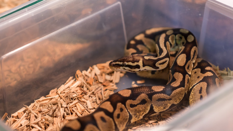 Cadavrul unui barbat, un crocodil si peste 200 de serpi au fost descoperiti intr-o casa din SUA. „N-am mai vazut asa ceva” Imagine