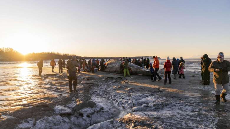 Cadavrul urias al unei balene, esuat pe plaja, atractie pentru locuitorii unui oras din Alaska. Biologii cerceteaza cauza mortii Imagine