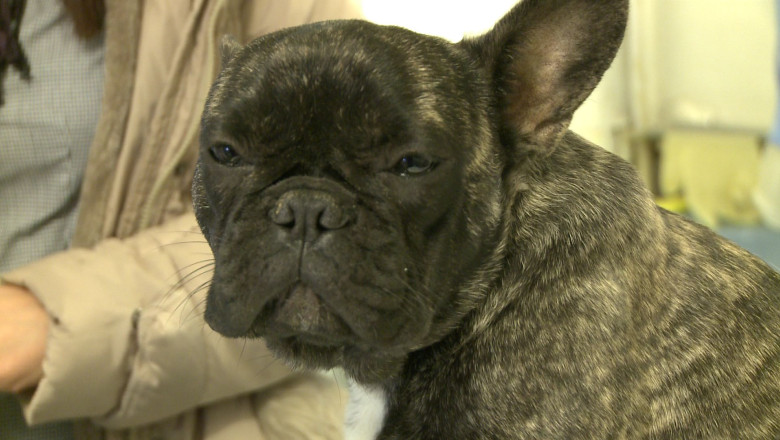 Cadou de Mos Craciun pentru caini Imagine