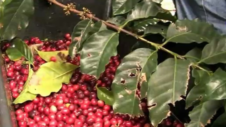 Cafeaua s-a scumpit cu 10% intr-o zi, nivel record pentru ultimii doi ani. Ebola scumpeste si boabele de cacao Imagine