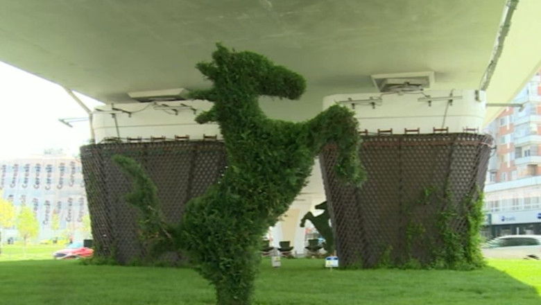 Cai ornamentali de 7.500 de euro bucata in centrul Craiovei. Olguta Vasilescu: Panselutele mi s-au parut anoste Imagine