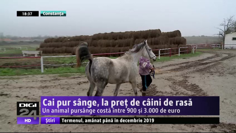 Cai pur sange, la pret de caini de rasa. Un animal pursange costa intre 900 si 3.000 de euro Imagine