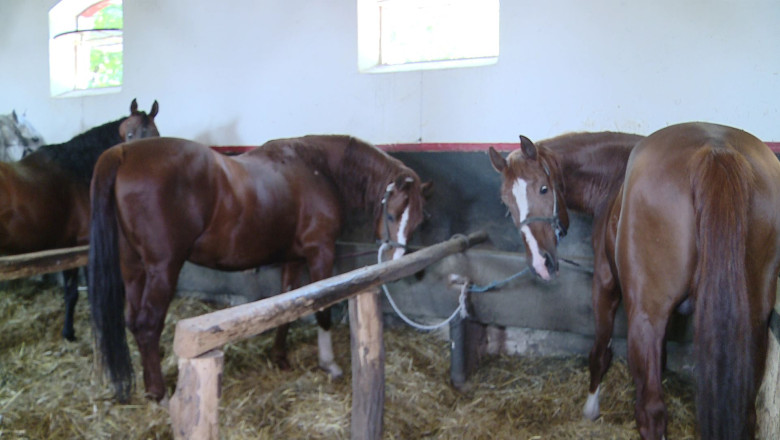 Cai speciali in Braila. Cabalinele din Ramnicelu duc mai departe zestrea genetica Imagine