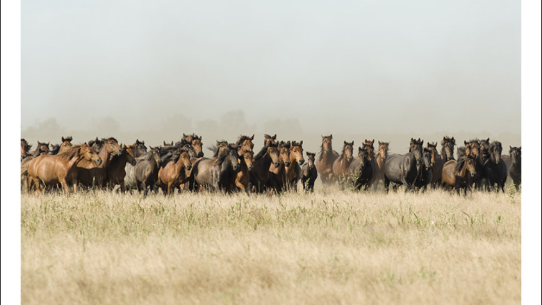 Caii salbatici din Letea, vaccinati contraceptiv Imagine