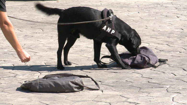 Caine-detectiv pentru descoperirea telefoanelor mobile in Penitenciarul Timisoara Imagine