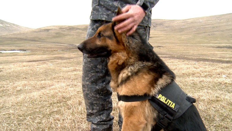 Caine politist, subiect de investigatie. Patrupedul a evadat din padoc si s-a adapostit la o familie Imagine
