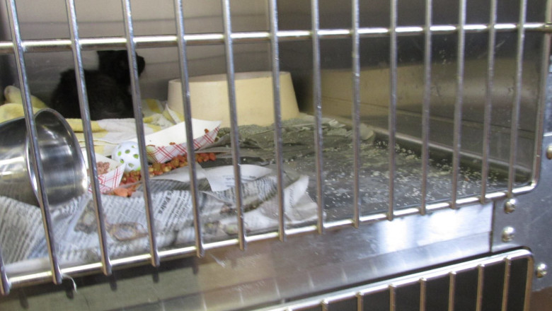 Caine sfasiat la adapostul din Baia Mare Imagine