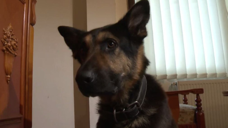 Cainele-erou Max schimba legea incadrarii animalelor din MApN Imagine