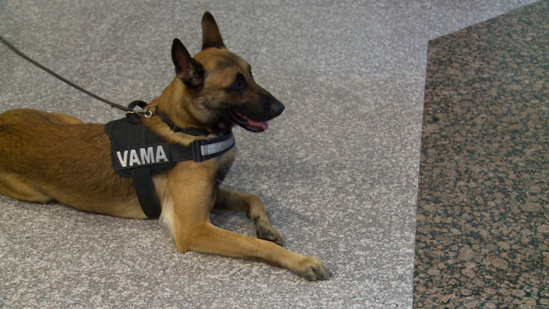 Cainele Ianis, „angajatul” Aeroportului Craiova Imagine