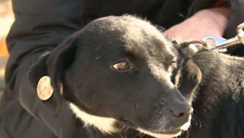 Cainele maidanez, poveste cu final tragic la Timisoara Imagine