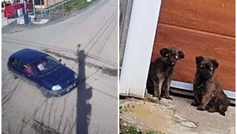 Caini abandonati pe strada. Proprietara, identificata cu ajutorul camerelor de supraveghere si amendata de politisti Imagine