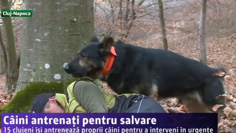 Caini antrenati pentru salvare Imagine