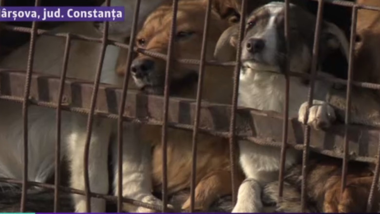 Caini aruncati la groapa de gunoi. In Harsova, patrupedele sunt prinse si abandonate in custi, la marginea orasului Imagine