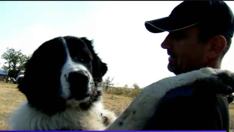 Caini de lucru din Romania, la cautare in Italia. Ciobanescul mioritic si cel de Bucovina, printre cei mai aprigi strajeri ai stanelor Imagine