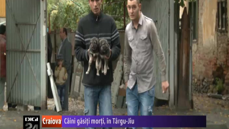 Caini gasiti morti in Targu-Jiu Imagine