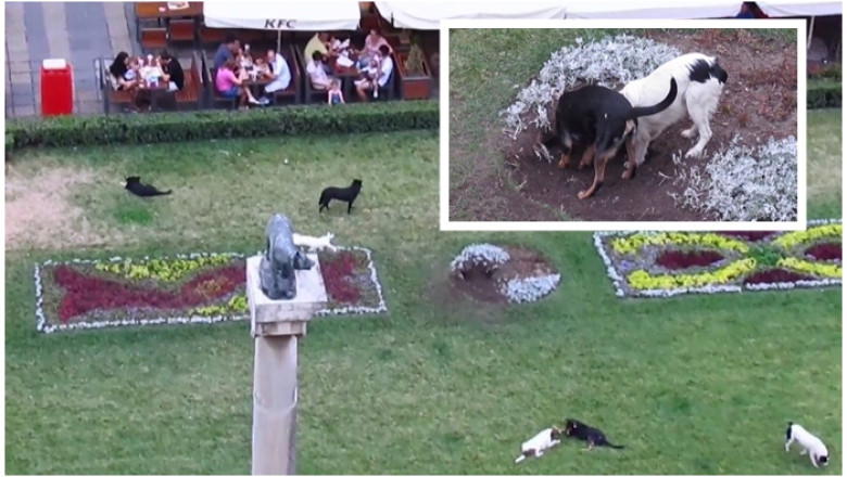 Caini „horticultori“, filmati in centrul Timisoarei Imagine