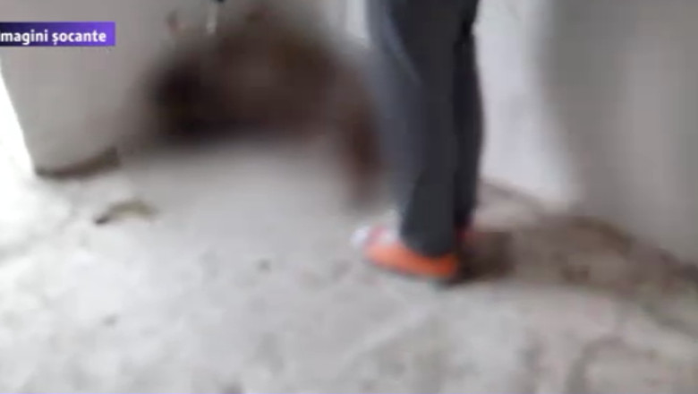 Caini maltratati in adaposturile Primariei. Politicieni si ONG-uri cer demisia conducerii ASPA Imagine