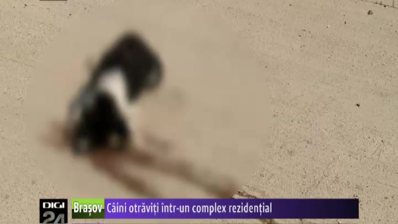 Caini otraviti intr-un complex rezidential Imagine