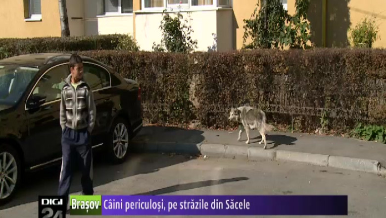 Caini periculosi, pe strazile din Sacele Imagine