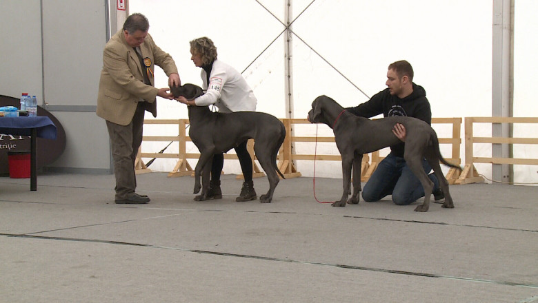 Caini "model". Cele mai frumoase 10 patrupede din 10 tari au defilat in fata clujenilor Imagine