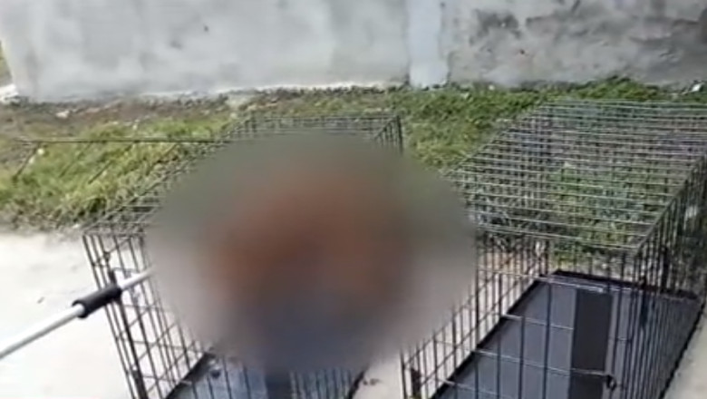 Caini tinuti inghesuiti in custi mizerabile Imagine