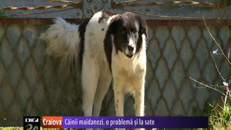 Cainii comunitari, o problema si la sate. Sute de maidanezi traiesc in comunele limitrofe Craiovei Imagine