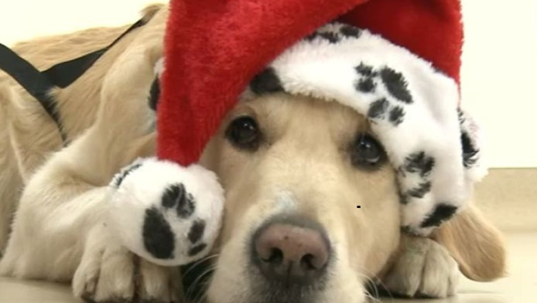 Cainii cu stapan, controlati la microcipuri. Ce amenzi risca proprietarii care nu s-au conformat legii Imagine