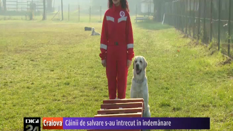 Cainii de salvare, in concurs national la Craiova Imagine