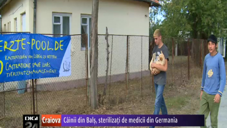 Cainii din Bals, judetul Olt, sterilizati de medicii din Germania Imagine