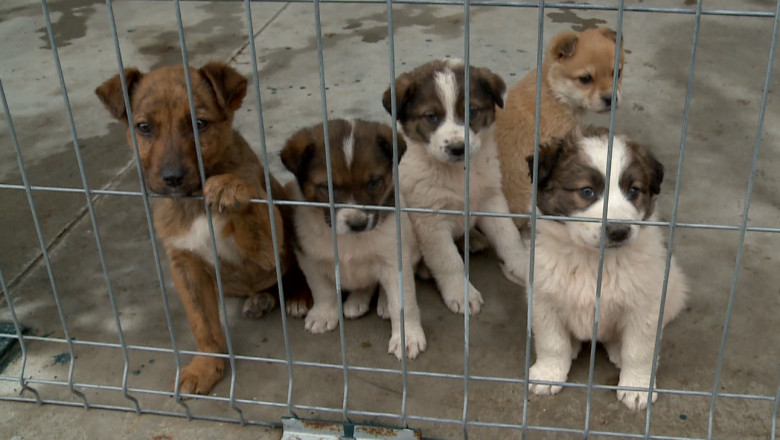 Cainii fara stapan din Iasi pot fi adoptati la distanta, pentru 150 de lei pe luna Imagine