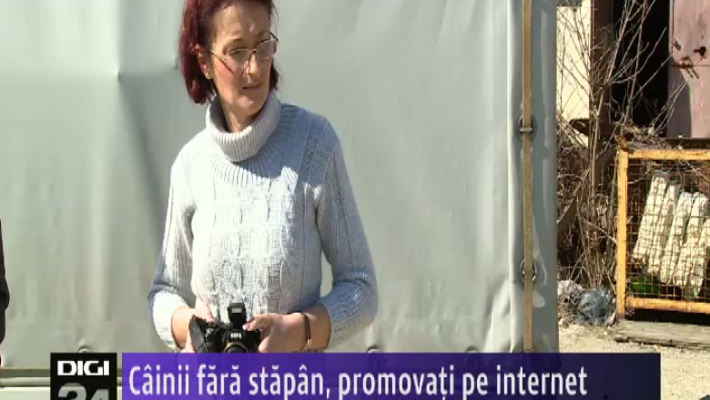 Cainii fara stapan, promovati pe internet  Imagine