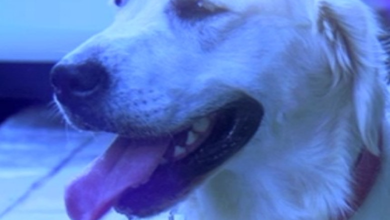 Cainii, greu de declarat. Unde trebuie sa mergeti ca sa va inregistrati cainele Imagine