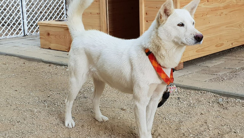 Cainii lui Kim Jong-un au ajuns in cele din urma la zoo, pentru ca guvernul din Coreea de Sud nu a mai vrut sa le cumpere de mancare Imagine