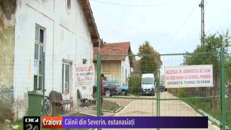 Cainii maidanezi din Severin, eutanasiati Imagine