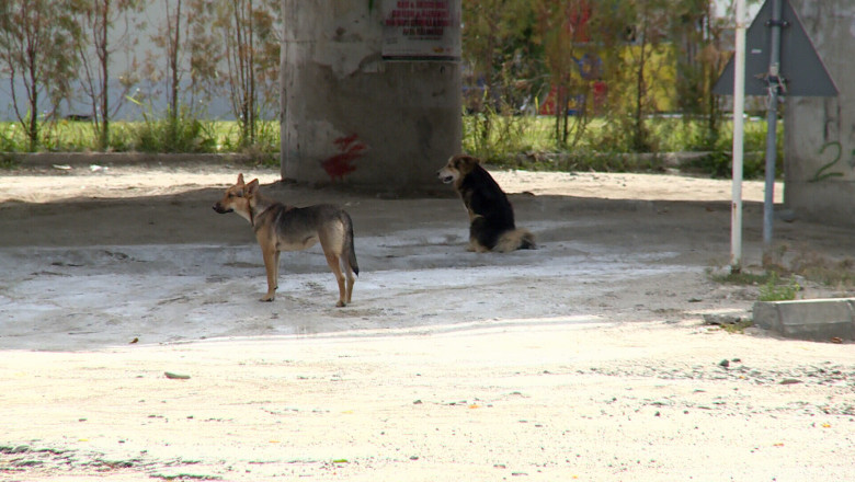 Cainii maidanezi, la un pas de eutanasiere in Ramnicu Valcea Imagine