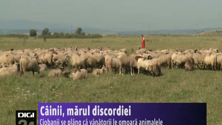  Cainii, marul discordiei Imagine