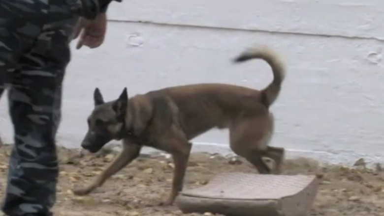 Cainii politisti din R. Moldova, dresati in romana Imagine