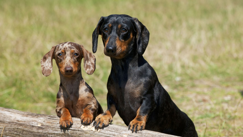 Cainii Teckel nu o sa fie interzisi in Germania. Ministerul german al Agriculturii pune capat speculatiilor din presa Imagine