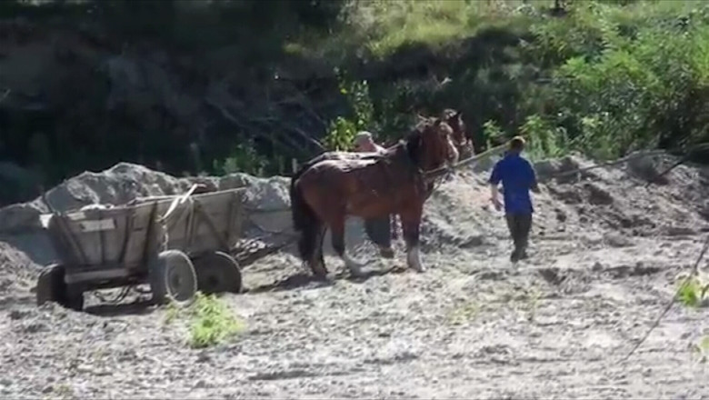 Cal biciuit de stapanul sau, intr-o comuna din Gorj. Animalul a fost lovit pana s-a prabusit Imagine