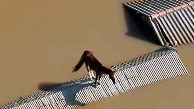 Cal blocat pe un acoperis din cauza inundatiilor, salvat de echipele de interventie, in Brazilia Imagine