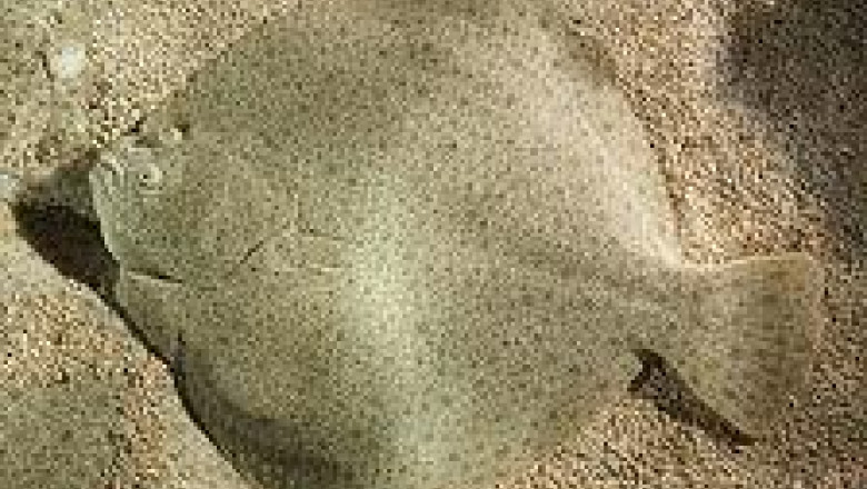 Calcanul de Corbu, produs pentru export. Un kilogram de peste costa 11 euro Imagine