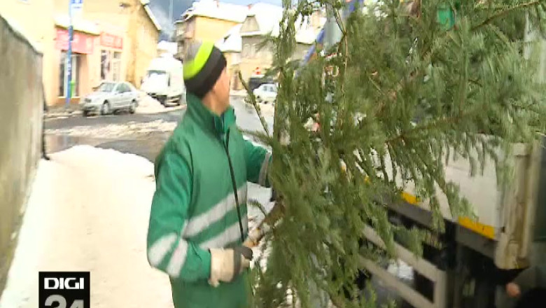 Caldura din brazii de Craciun. Brazii brasovenilor ajung combustibil pentru centrale Imagine