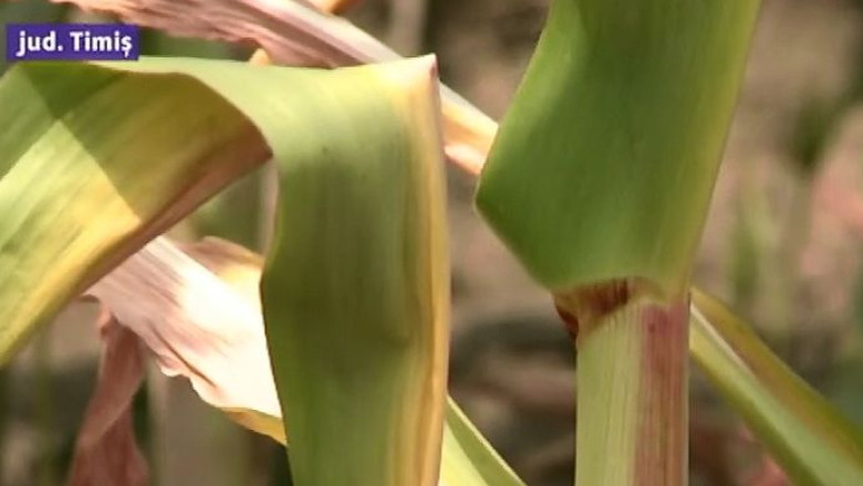 Caldura parjoleste culturile agricole. Agricultorii timiseni se asteapta sa incheie vara cu pagube Imagine