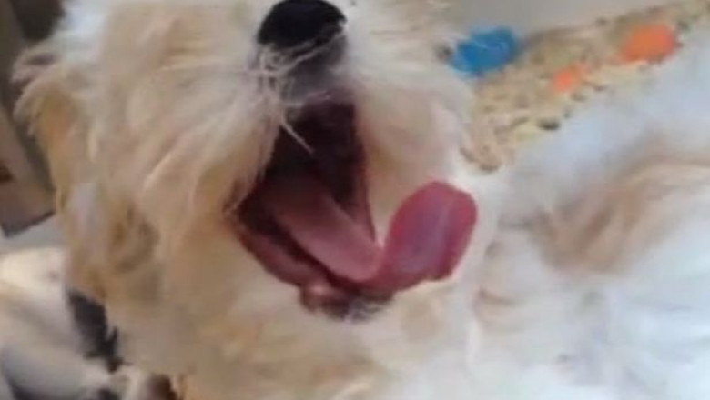 CAMERA ASCUNSA. Jumatate din animalele vandute in petshop-uri au probleme de sanatate Imagine