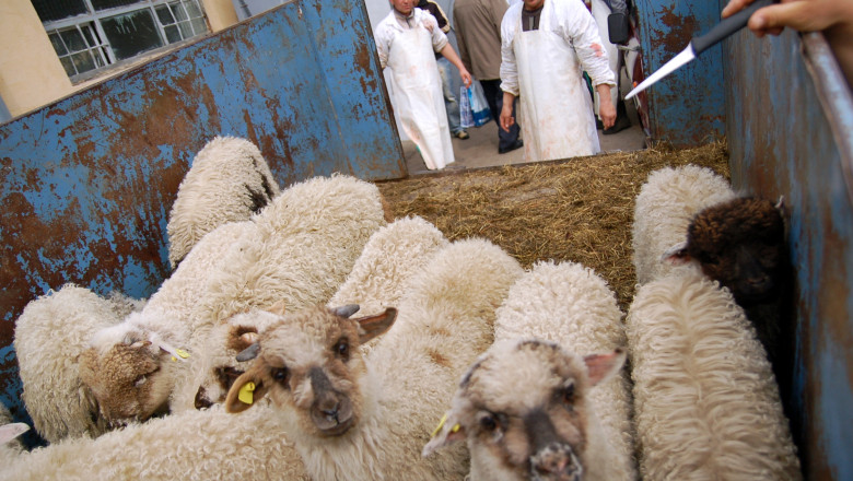 CAMERA ASCUNSA. Miei vanduti pe sub mana, in piete Imagine